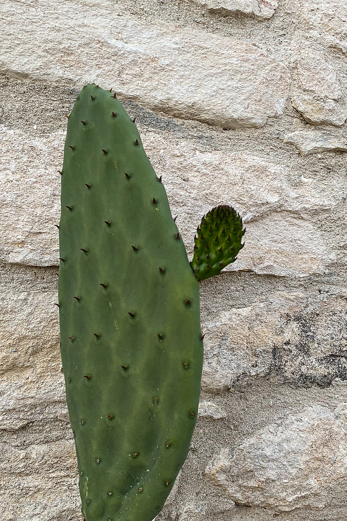Cactus, Lofou