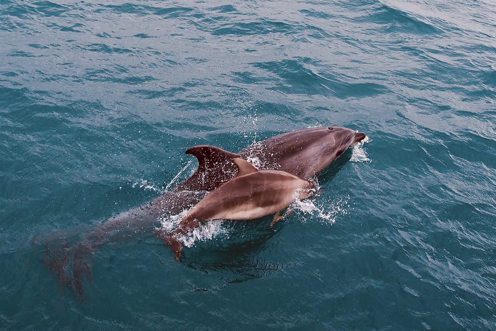 Dolphins, Bay of Islands, New Zealand