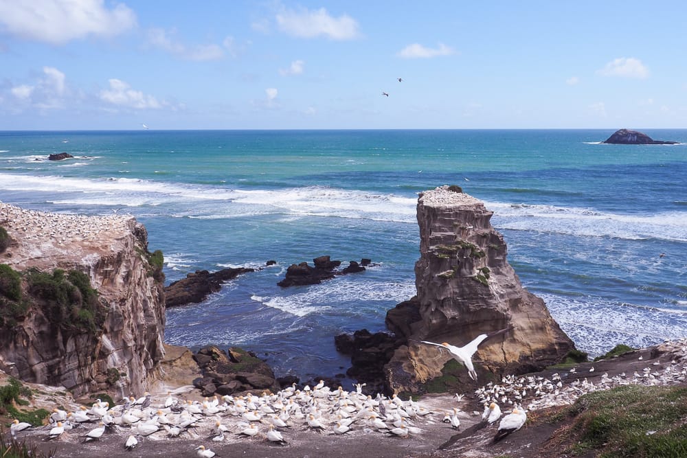 Muriwai Gannet Colony, West of Auckland, New Zealand