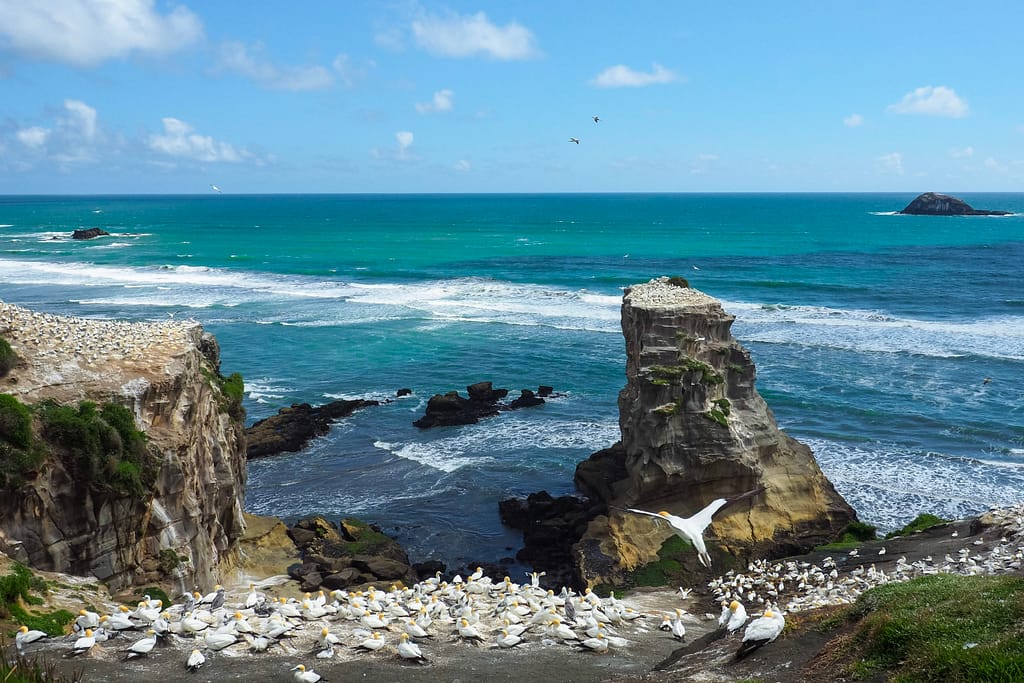 A gannet colony next to the ocean at Muriwai.