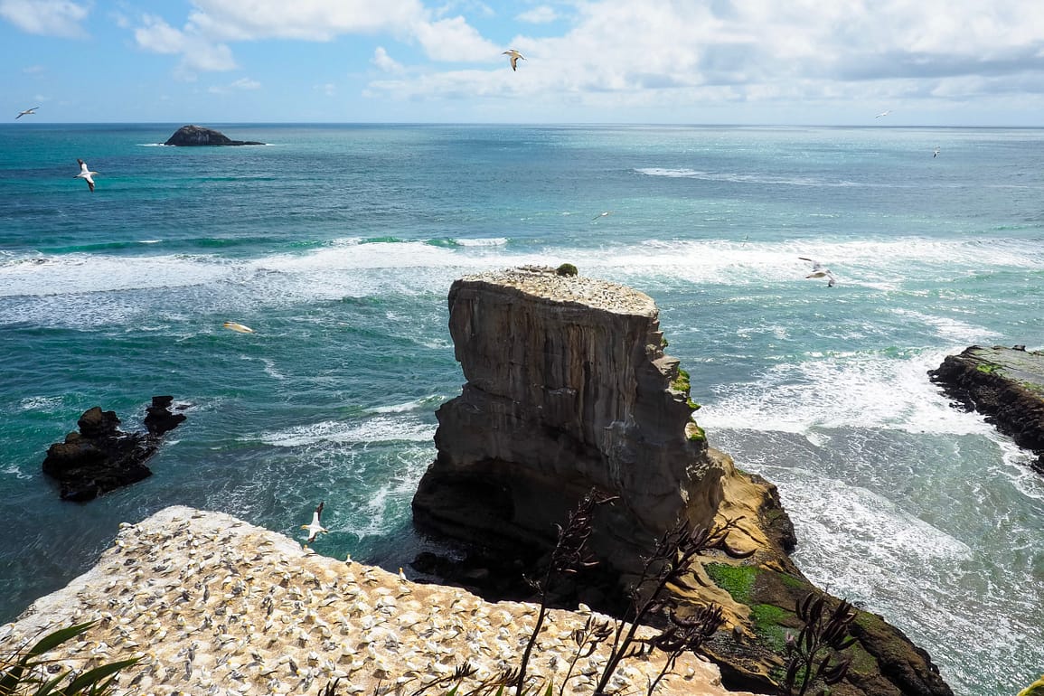 Gannets flying around their clifftop colony at Muriwai beach.