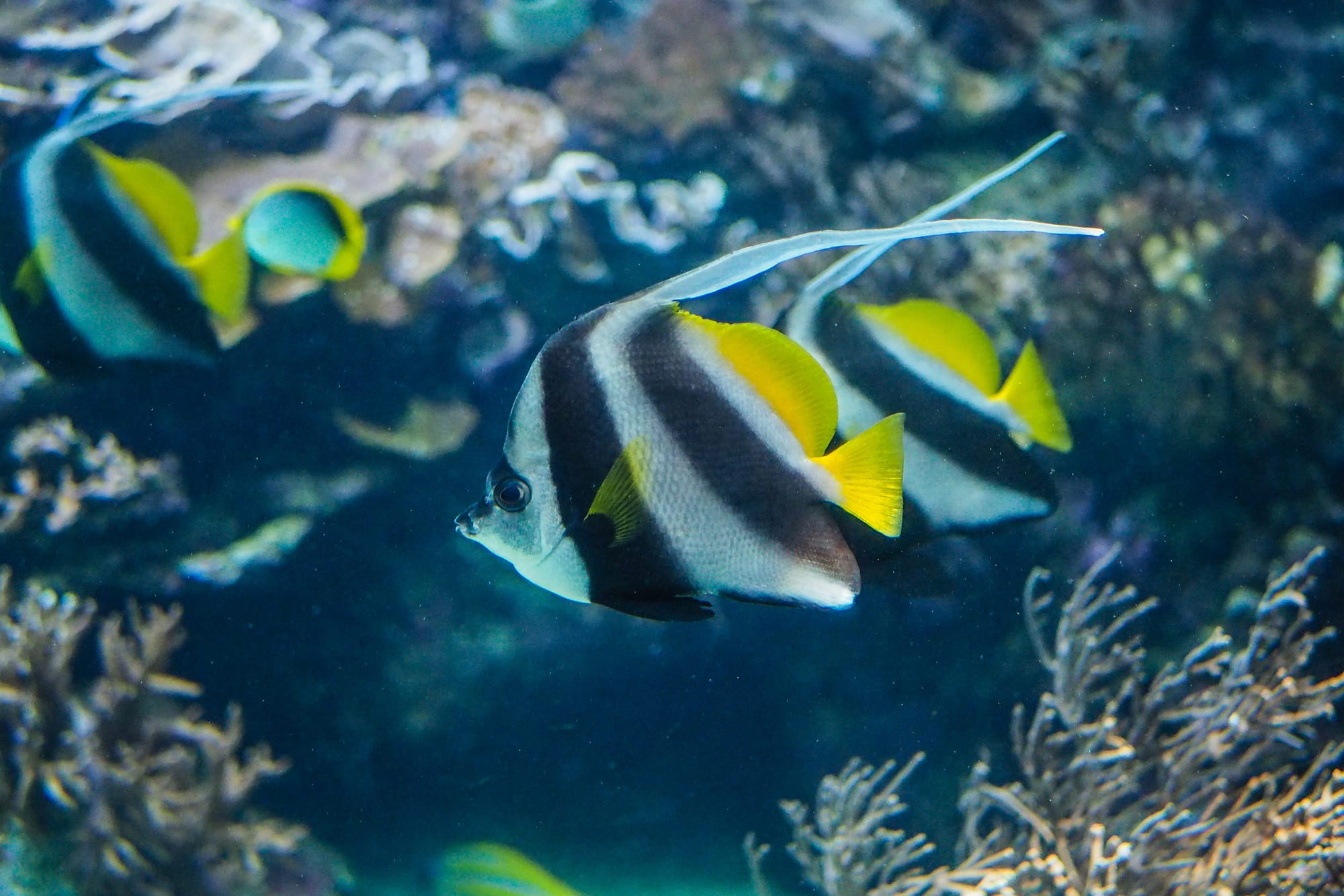 Black, white, and yellow Angelfish in the aquarium.