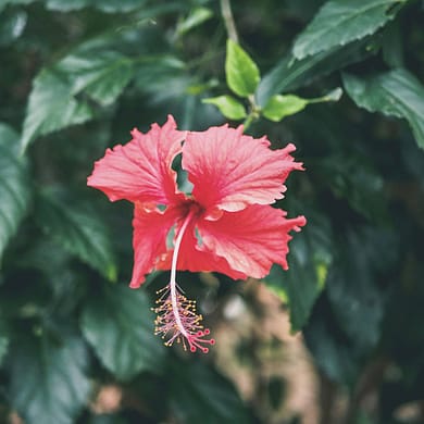 Pink hibiscus flower with green leaves surrounding it.