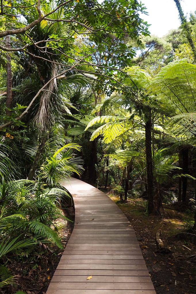 A boardwalk surrounded by New Zealand rainforest.