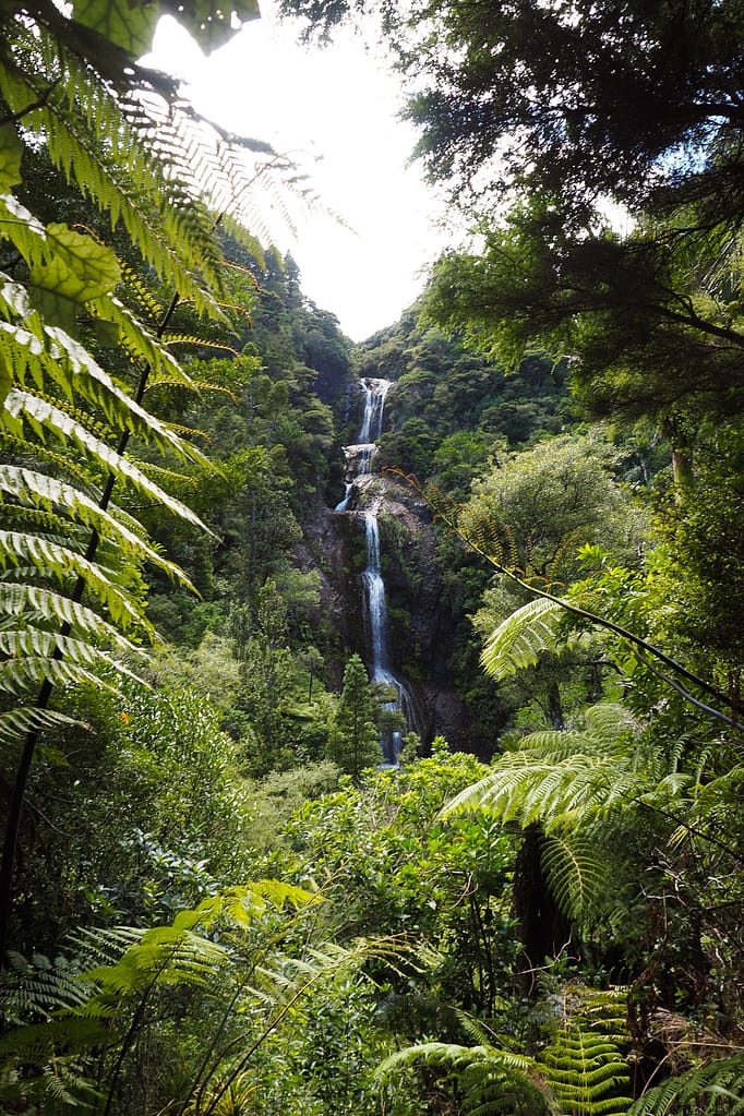 View of Kitekite Falls framed by native New Zealand plants.