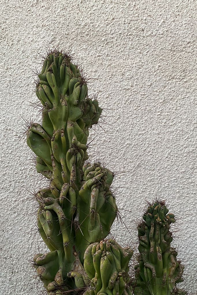 Cactus, Lofou