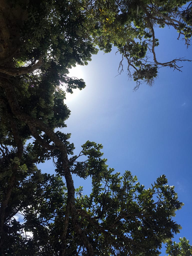 Looking up at a tree and blue sky